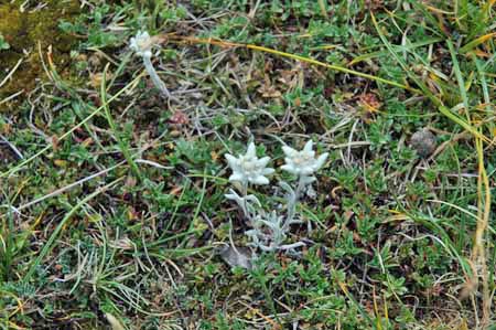edelweiss-vercors-drome