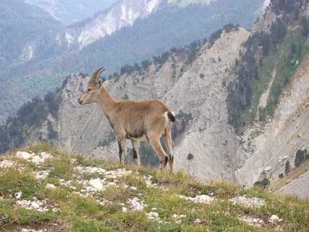 bouquetin-vercors-drome