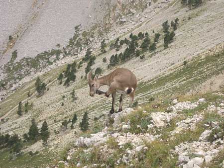ongule-vercors-drome