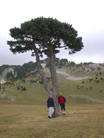 arbre-taille-vercors-drome